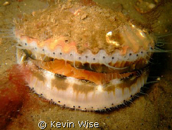 Location Loch Fyne, Scallop taken with fuji f30 by Kevin Wise 